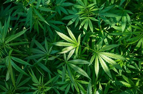 Marijuana .